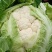 菜花：乳白色紧花：单棵1--4斤.产地：可视频看货：现货