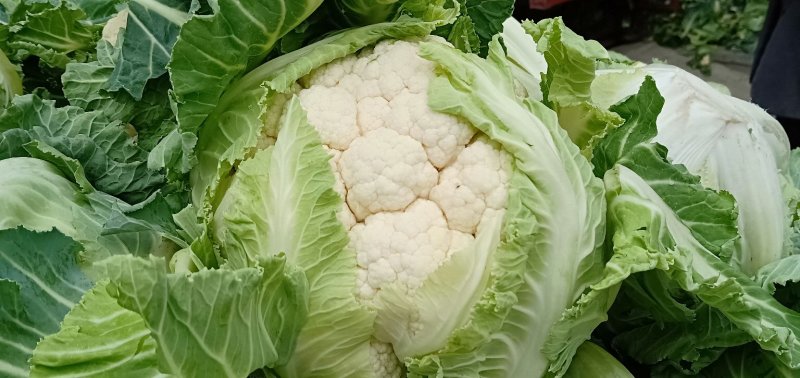 菜花：乳白色紧花：单棵1--4斤.产地：可视频看货：现货