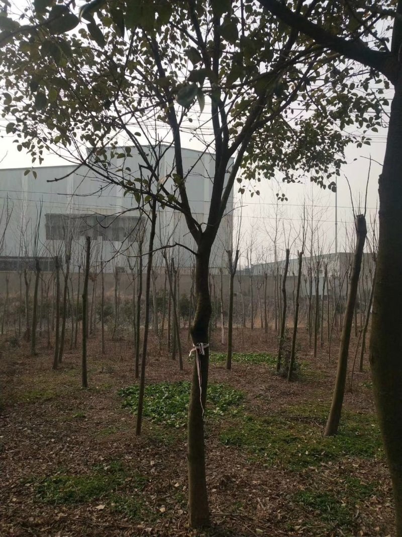 栾树/榉树/柳树/梧桐树（篱笆树）/樱花/桂花/大量供应