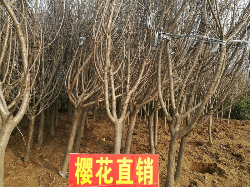 栾树/榉树/柳树/梧桐树（篱笆树）/樱花/桂花/大量供应