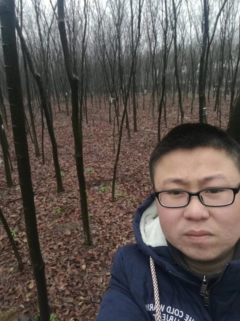 栾树/榉树/柳树/梧桐树（篱笆树）/樱花/桂花/大量供应