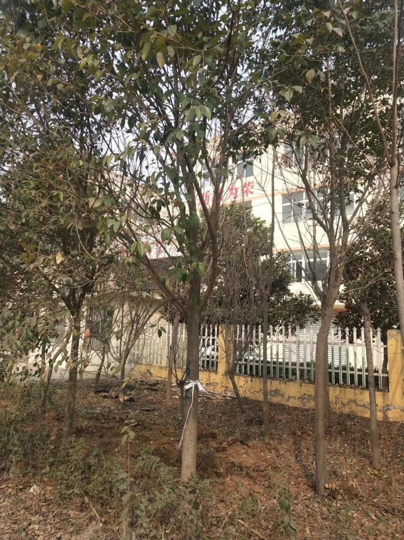 栾树/榉树/柳树/梧桐树（篱笆树）/樱花/桂花/大量供应