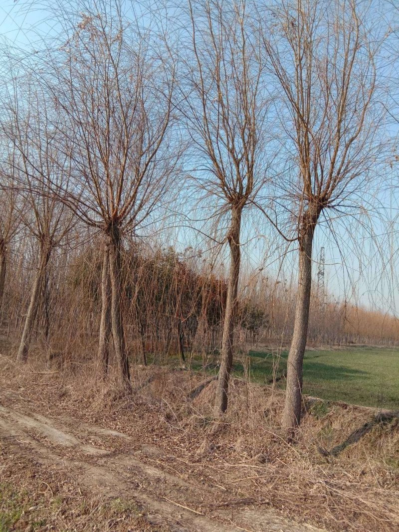 栾树/榉树/柳树/梧桐树（篱笆树）/樱花/桂花/大量供应