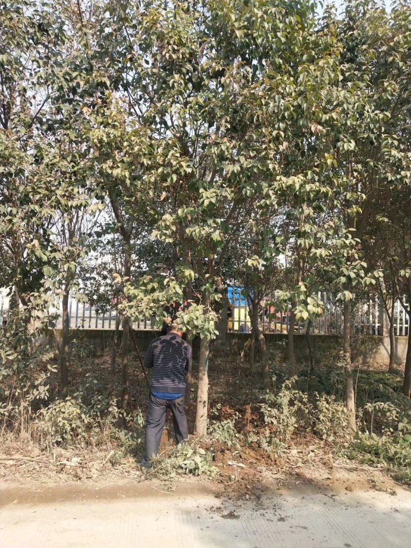 栾树/榉树/柳树/梧桐树（篱笆树）/樱花/桂花/大量供应