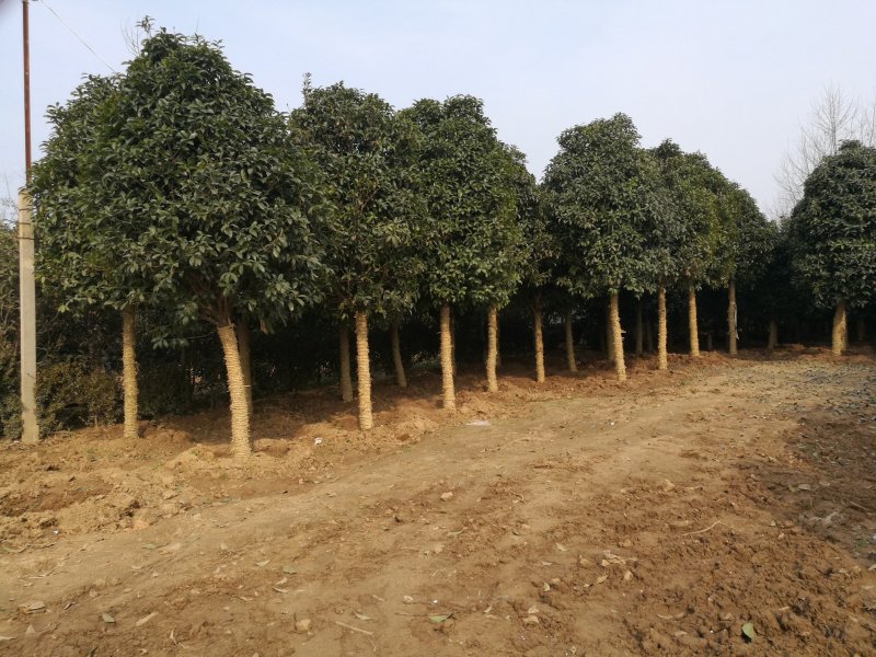 栾树/榉树/柳树/梧桐树（篱笆树）/樱花/桂花/大量供应