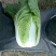 河北定州大白菜大量上市