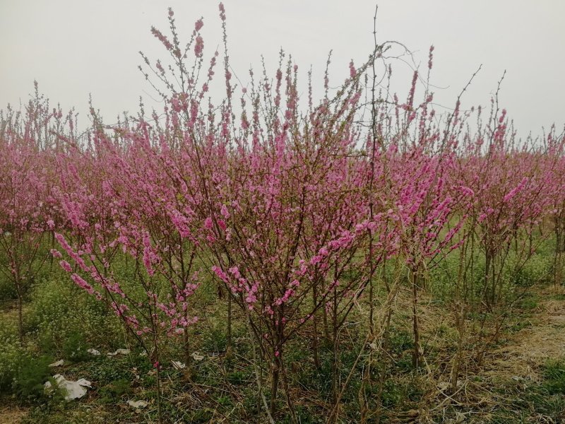 1-4厘米丛瓣榆叶梅，