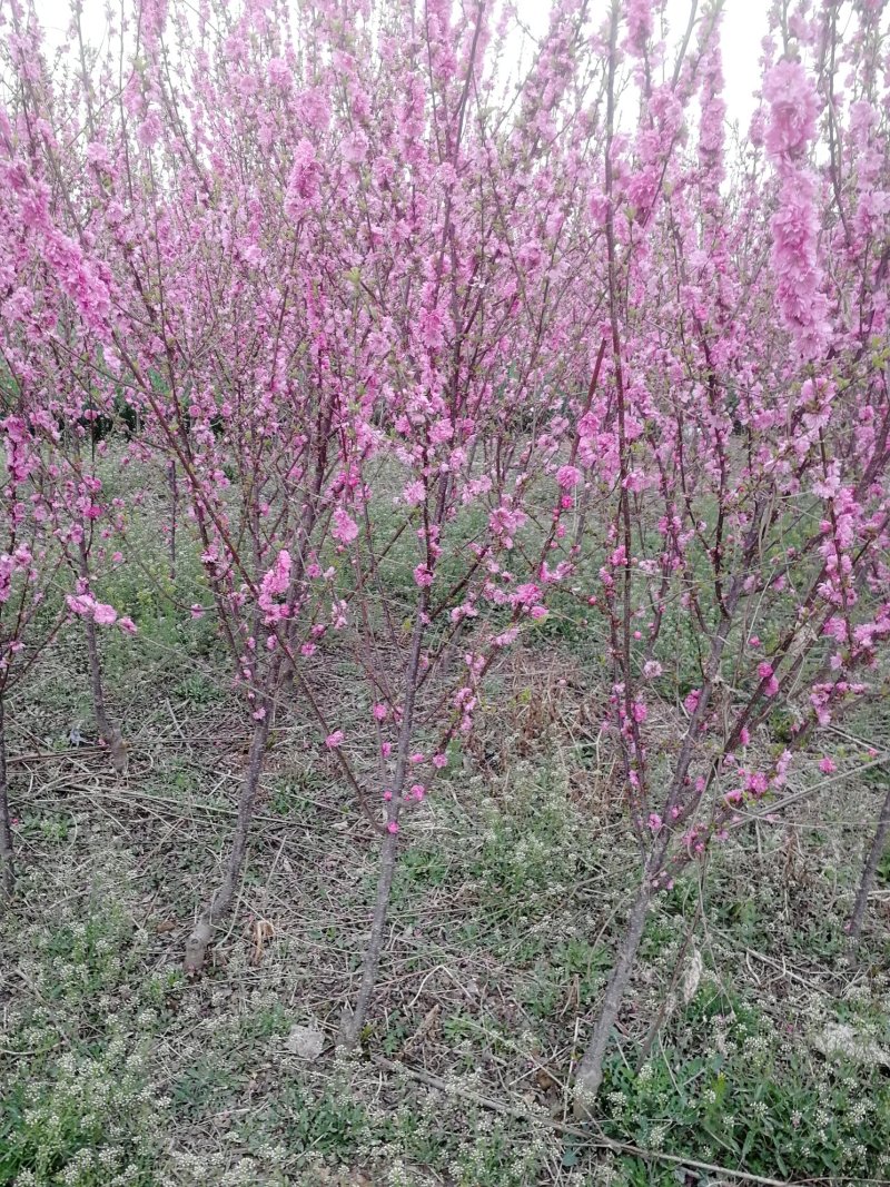 1-4厘米丛瓣榆叶梅，