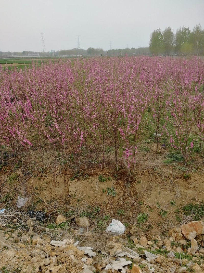 1-4厘米丛瓣榆叶梅，