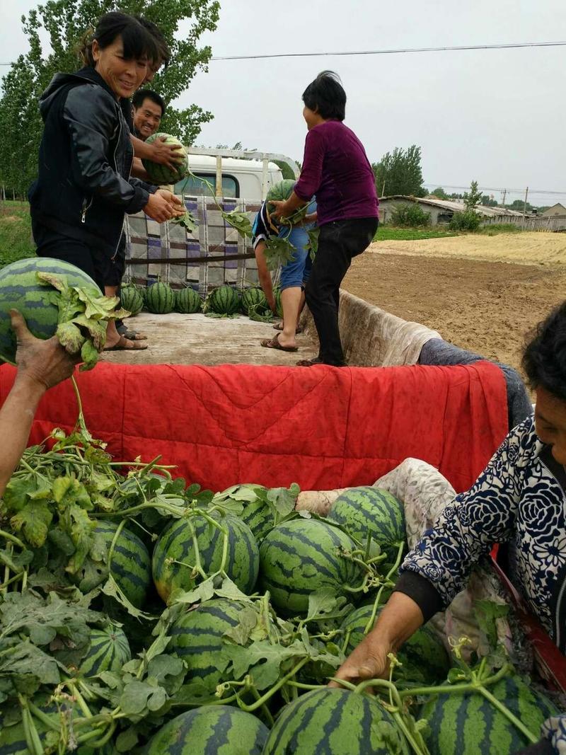 西瓜，甜王，西瓜皮薄口感好，产地直发，全国批发市场