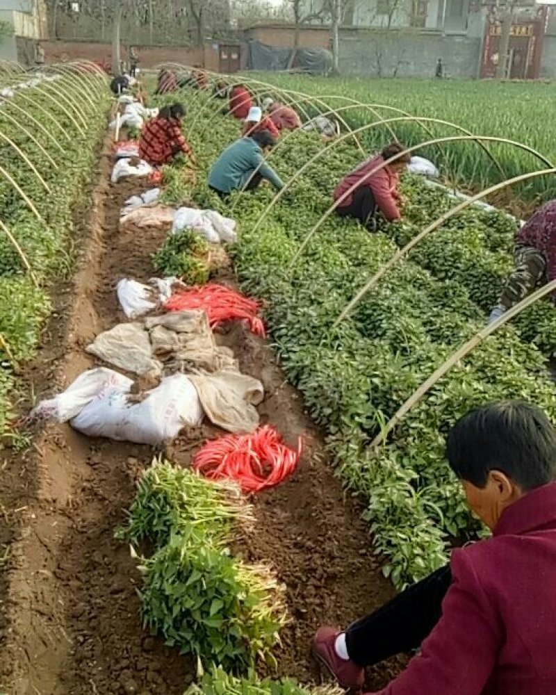 红薯苗，烟薯25优质脱毒红薯苗