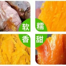 红薯苗，烟薯25优质脱毒红薯苗