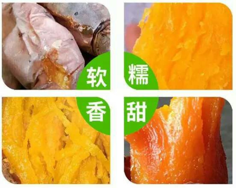 红薯苗，烟薯25优质脱毒红薯苗