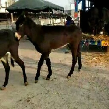 山西卖肉驴了4个月的肉驴价格