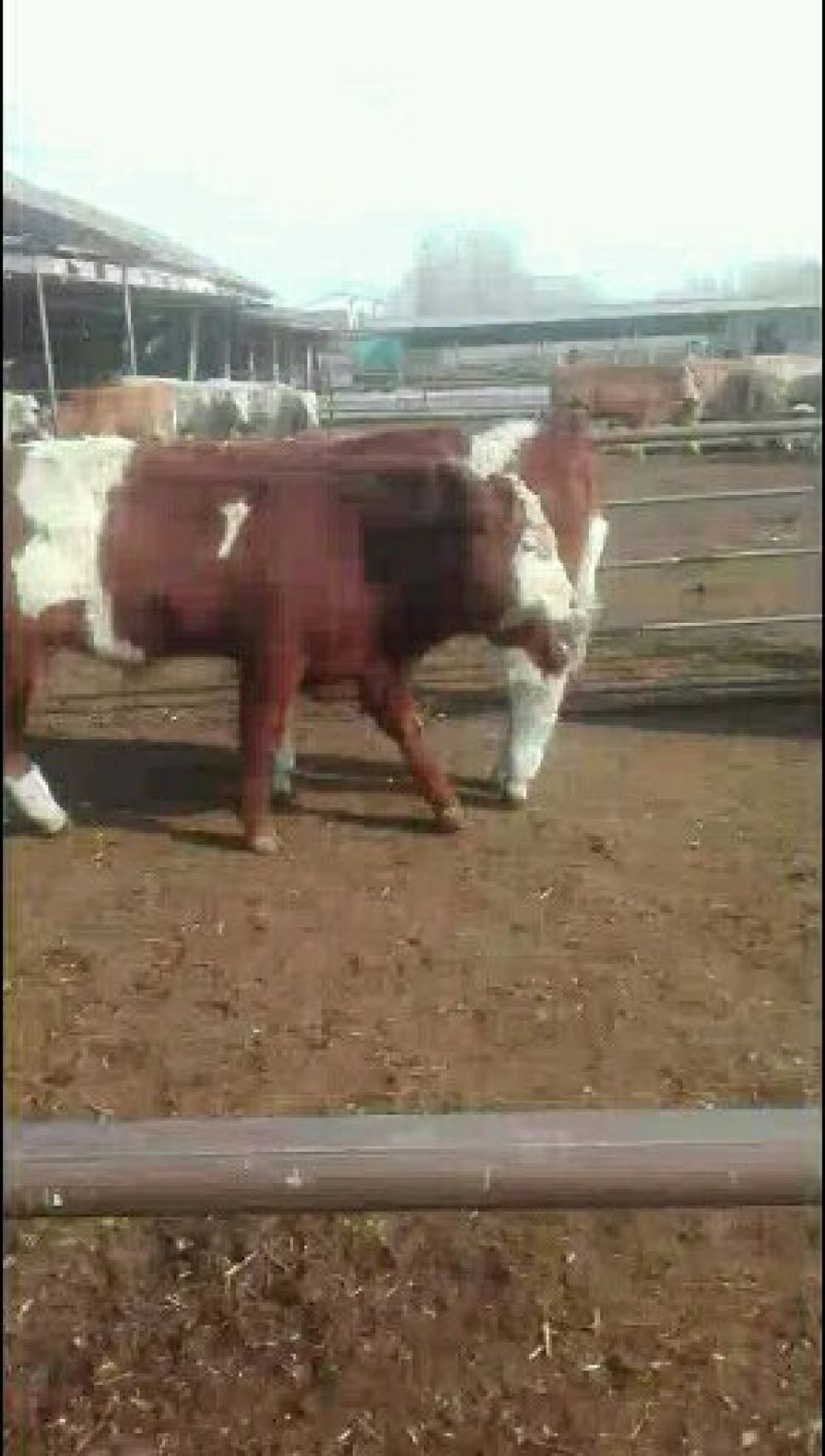 山西卖肉驴了4个月的肉驴价格