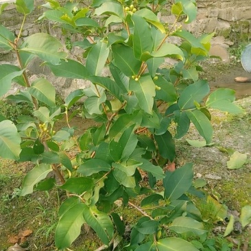 黑糖芭比莲雾苗，美植袋易成活。