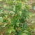 黑糖芭比莲雾苗，美植袋易成活。