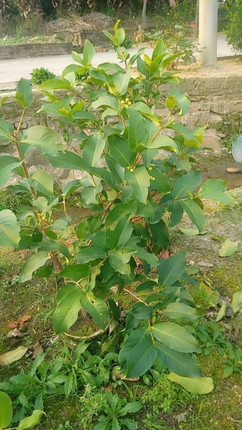 黑糖芭比莲雾苗，美植袋易成活。