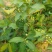 黑糖芭比莲雾苗，美植袋易成活。