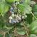 蓝莓鲜果珠宝绿宝石奥尼尔产地直发吧保质保量