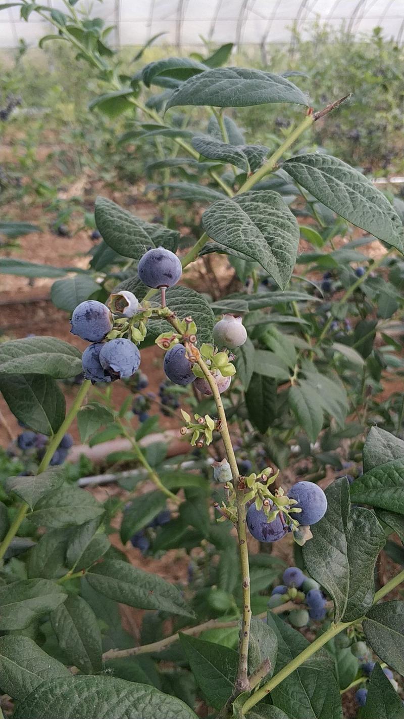 蓝莓鲜果珠宝绿宝石奥尼尔产地直发吧保质保量