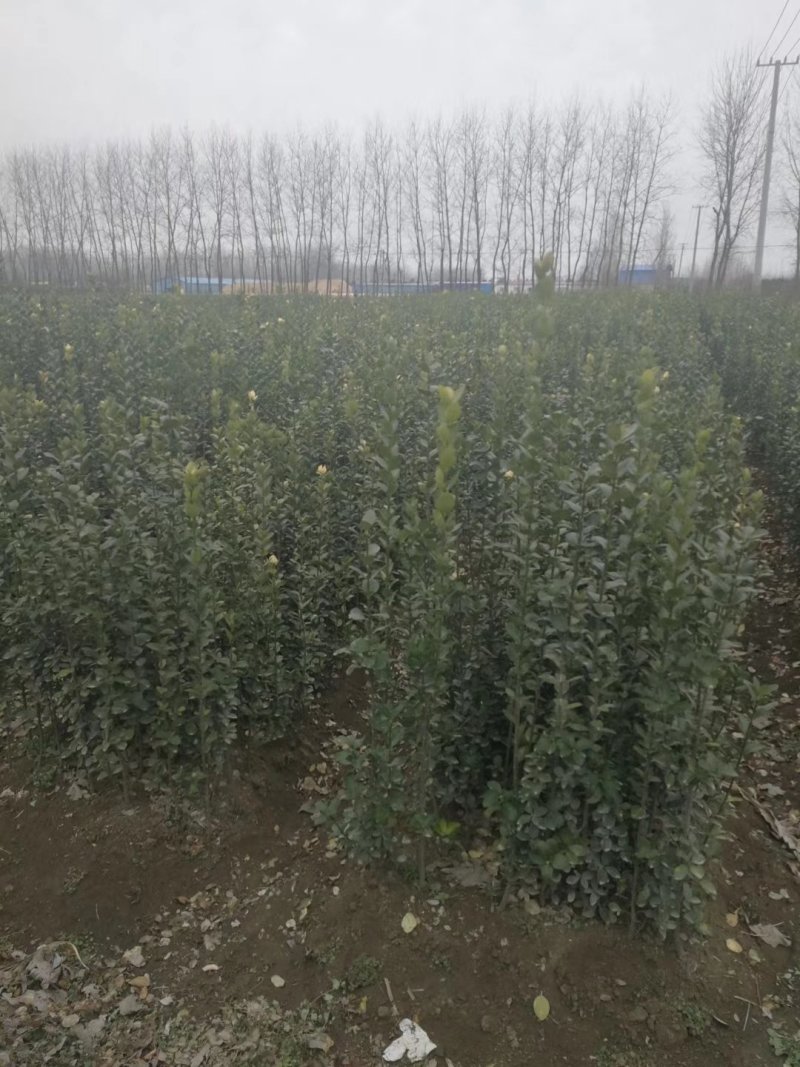 批发价出售剑麻，竹子，红叶石楠，树桩月季，爬山虎，意杨…