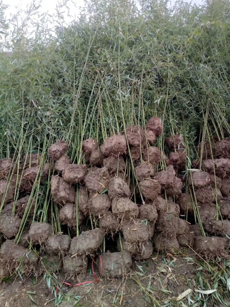 批发价出售剑麻，竹子，红叶石楠，树桩月季，爬山虎，意杨…