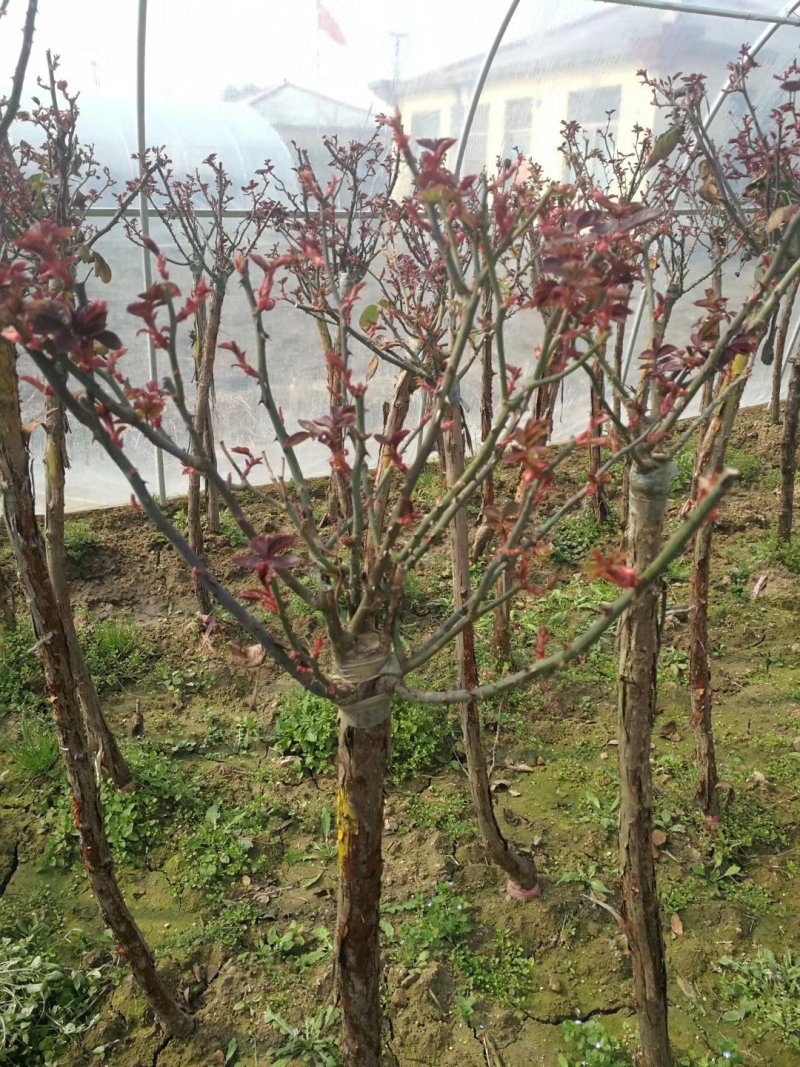 批发价出售剑麻，竹子，红叶石楠，树桩月季，爬山虎，意杨…