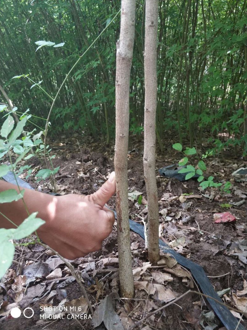 紫藤树苗盆栽四季攀援花卉爬藤绿植物庭院阳台紫藤萝攀爬植物