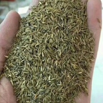 野生蒲公英种子