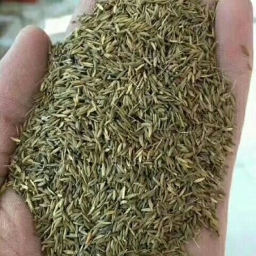 野生蒲公英种子