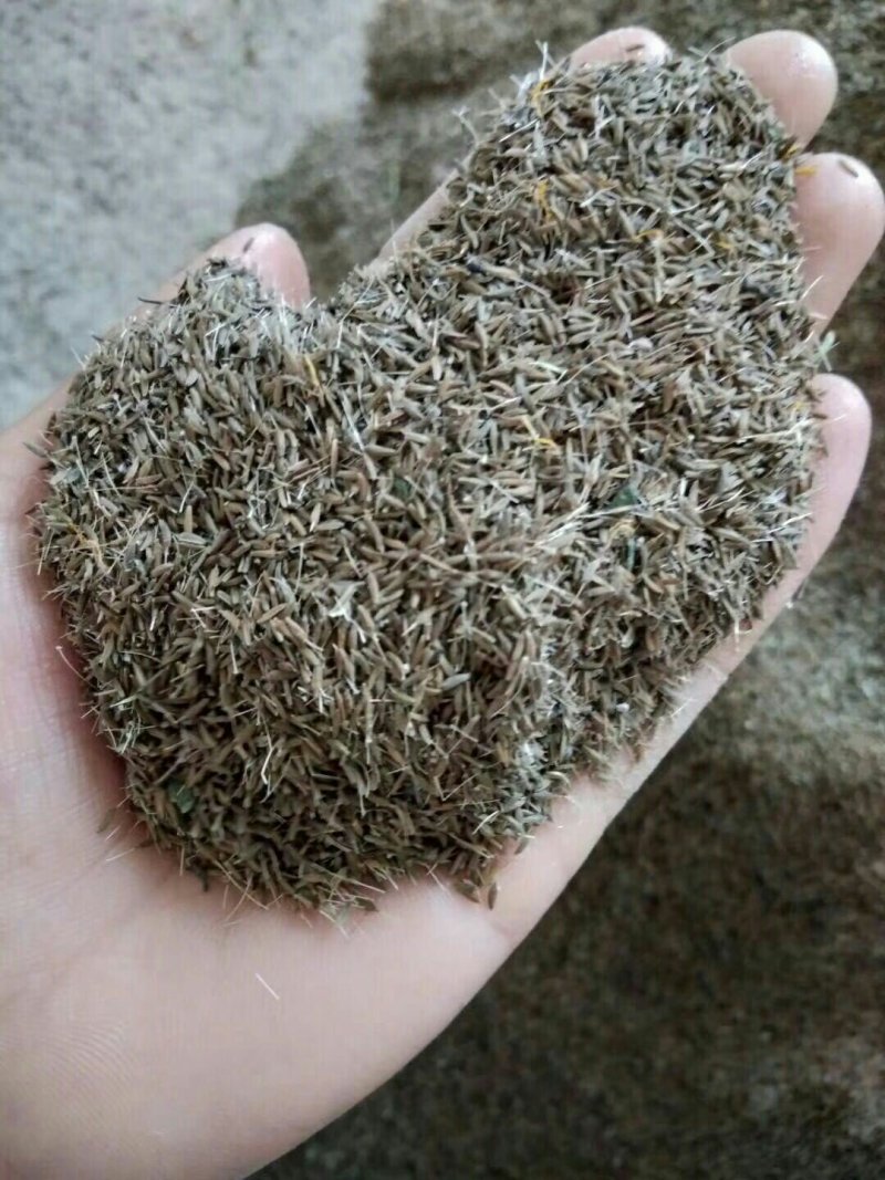 野生蒲公英种子