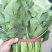 菠菜大叶菠菜22到28公分标菜