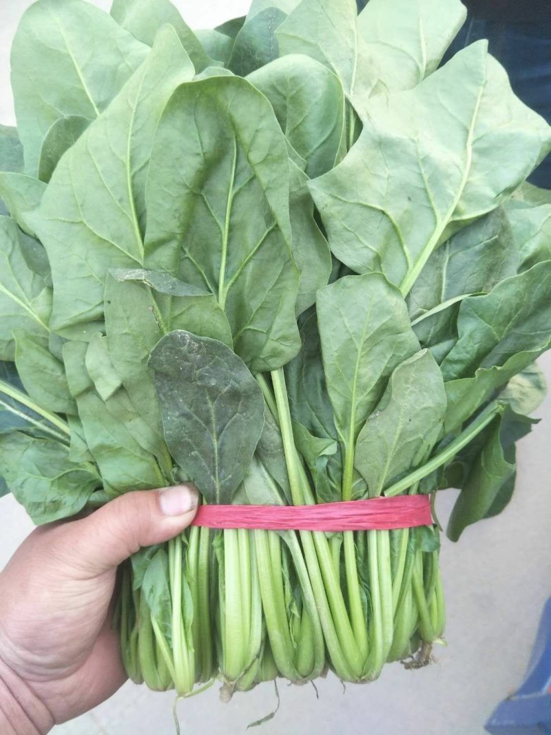 菠菜大叶菠菜22到28公分标菜