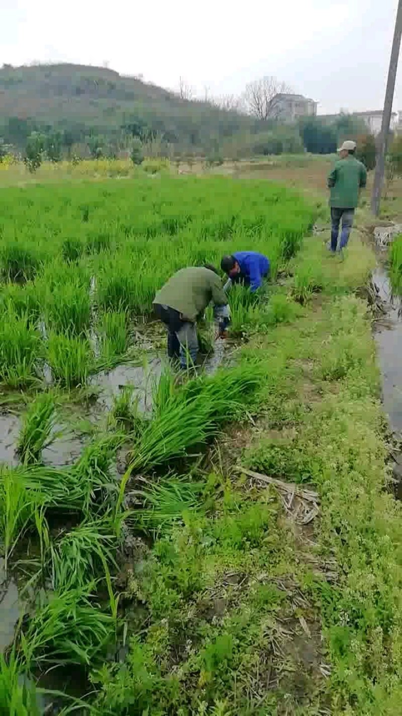 各品种双季茭白种苗，浙江金华直发