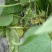 紫花架油豆角