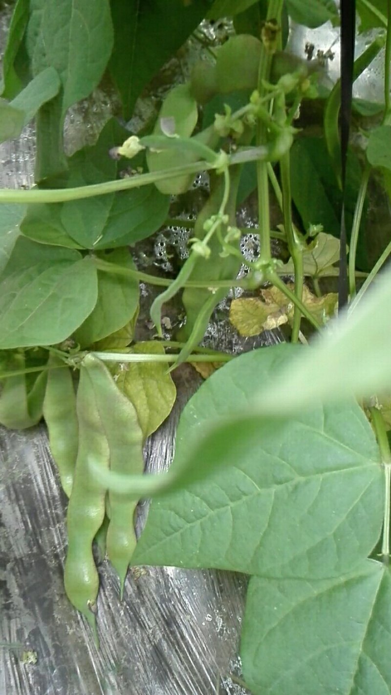 紫花架油豆角