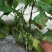 紫花架油豆角