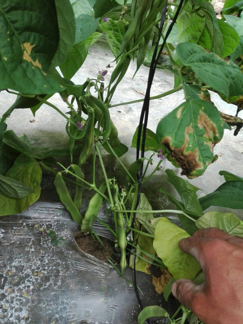 紫花架油豆角