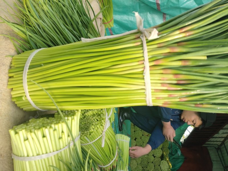 【质量推荐】蒜薹精品支持超市精加工货量多质量好！
