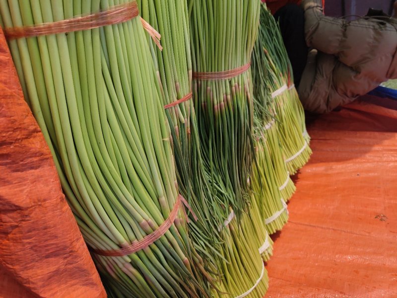 【质量推荐】蒜薹精品支持超市精加工货量多质量好！
