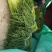 【质量推荐】蒜薹精品支持超市精加工货量多质量好！