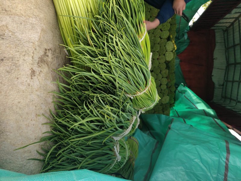 【质量推荐】蒜薹精品支持超市精加工货量多质量好！