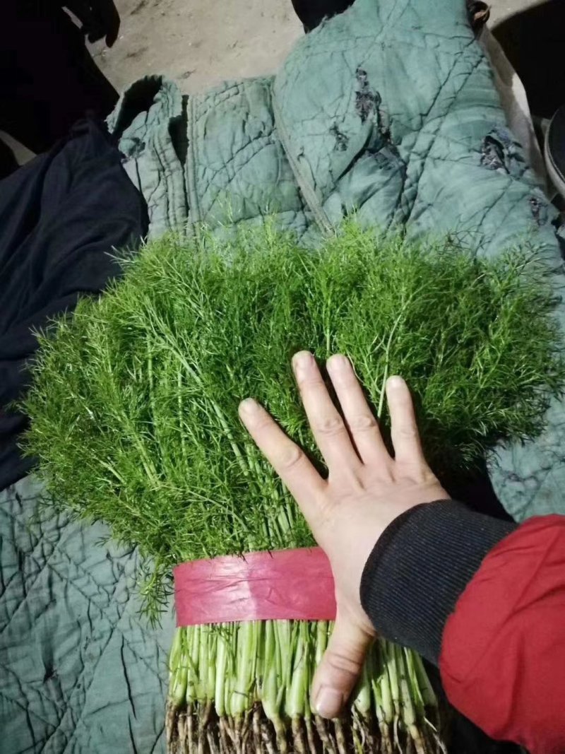 精品茴香20~30cm物美价廉，一年四季