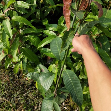 台农一号嫁接苗，芒果苗，本地三年芒（实生苗）