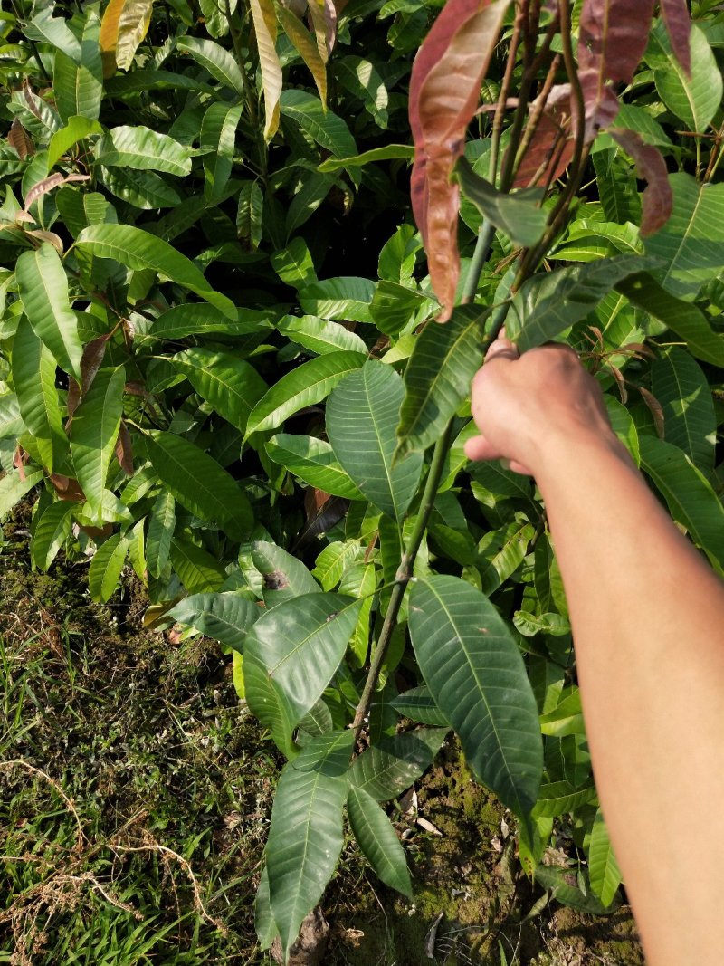 台农一号嫁接苗，芒果苗，本地三年芒（实生苗）