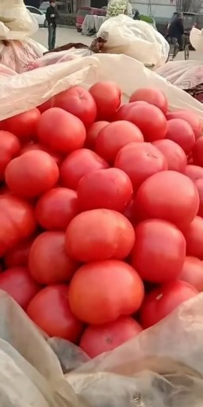 硬粉西红柿弧二以上硬粉精品一年四季