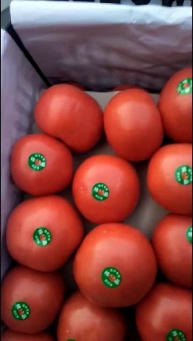 硬粉西红柿弧二以上硬粉精品一年四季