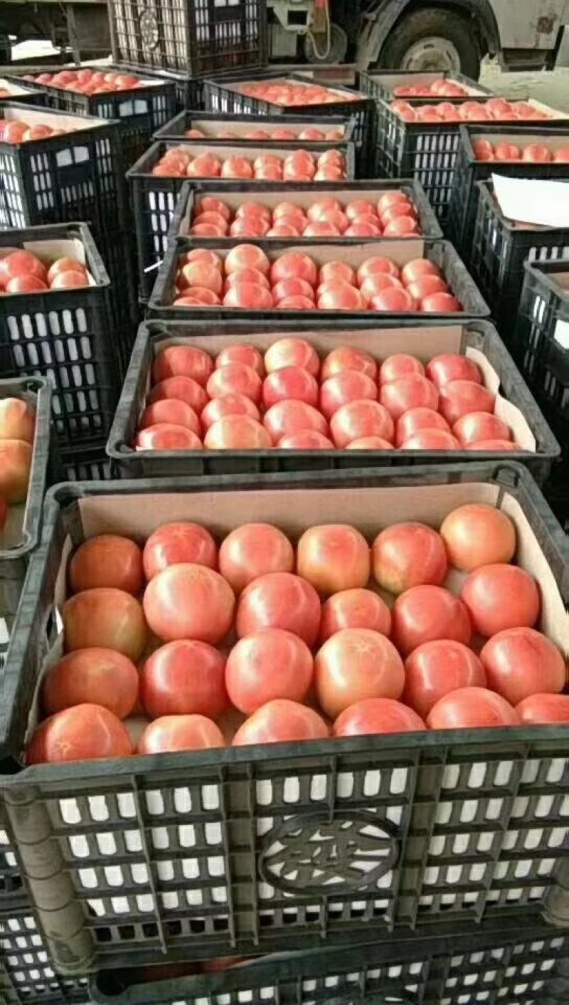 硬粉西红柿弧二以上硬粉精品一年四季
