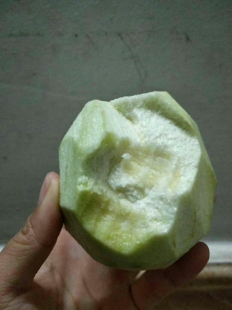 海南石榴